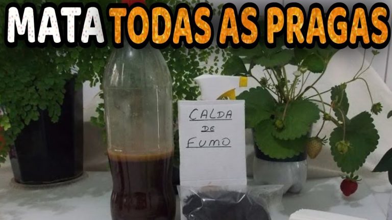 A Importância da Diluição Correta